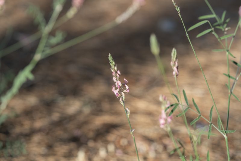 Onobrychis gracilis, photographed by Eleftherios Katsillis