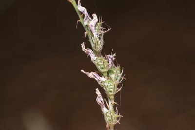 Onobrychis gracilis, photographed by Eleftherios Katsillis