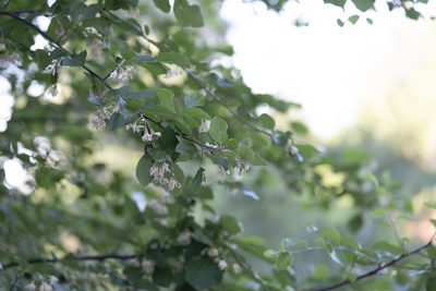 Styrax officinalis, photographed by Eleftherios Katsillis