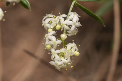 Galium heldreichii, photographed by Eleftherios Katsillis