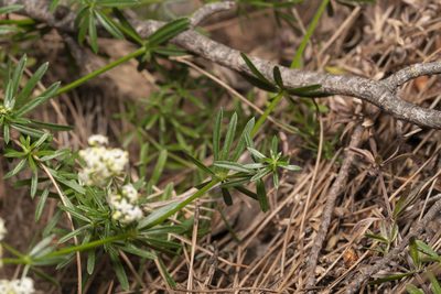 Galium heldreichii, photographed by Eleftherios Katsillis
