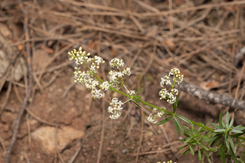 Galium heldreichii, photographed by Eleftherios Katsillis