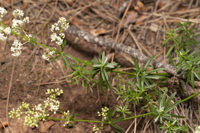 Galium heldreichii, photographed by Eleftherios Katsillis