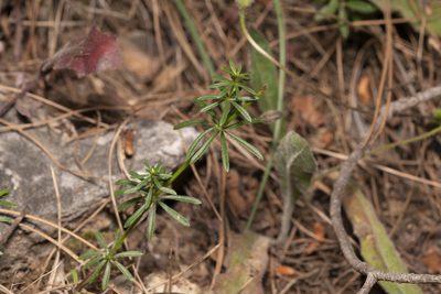 Galium heldreichii, photographed by Eleftherios Katsillis