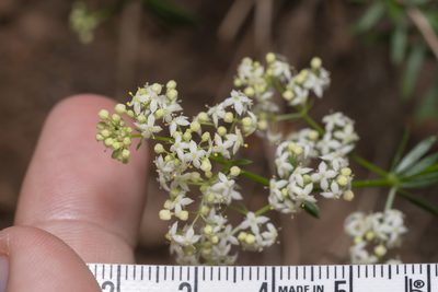 Galium heldreichii, photographed by Eleftherios Katsillis