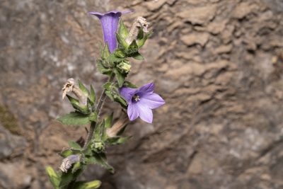 Campanula hagielia, photographed by Eleftherios Katsillis