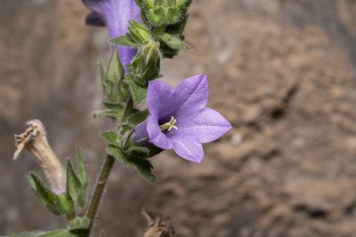 Campanula hagielia, photographed by Eleftherios Katsillis