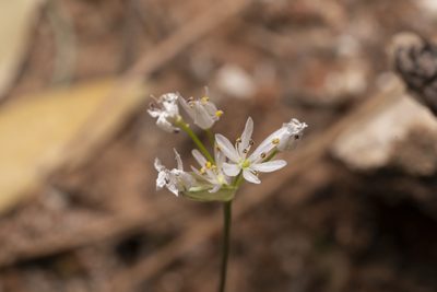 Allium subhirsutum, photographed by Eleftherios Katsillis