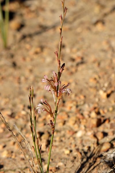 Tritoniopsis elongata, photographed by Cecile Roux