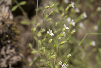 Arenaria deflexa, photographed by Eleftherios Katsillis