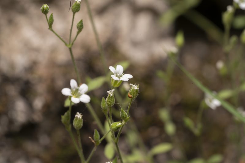 Arenaria deflexa, photographed by Eleftherios Katsillis