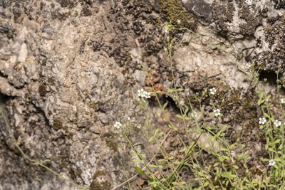 Arenaria deflexa, photographed by Eleftherios Katsillis