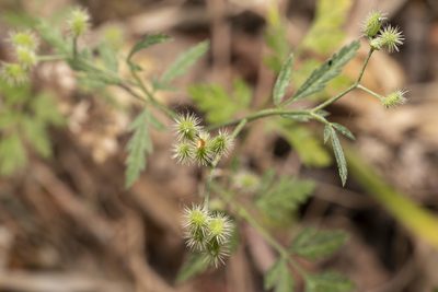 Torilis leptophylla, photographed by Eleftherios Katsillis