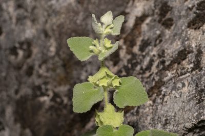 Pseudodictamnus acetabulosus, photographed by Eleftherios Katsillis
