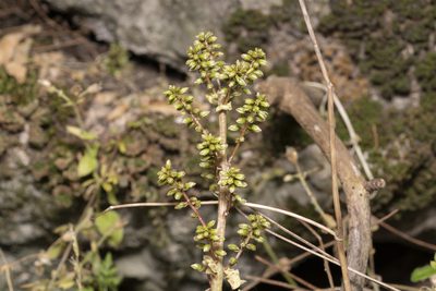 Umbilicus parviflorus, photographed by Eleftherios Katsillis