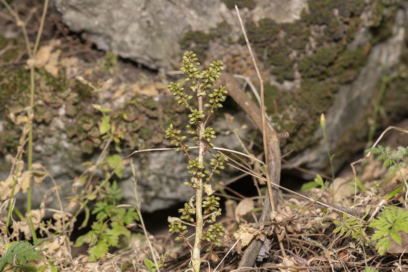Umbilicus parviflorus, photographed by Eleftherios Katsillis