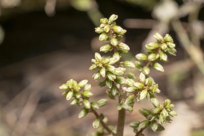 Umbilicus parviflorus, photographed by Eleftherios Katsillis