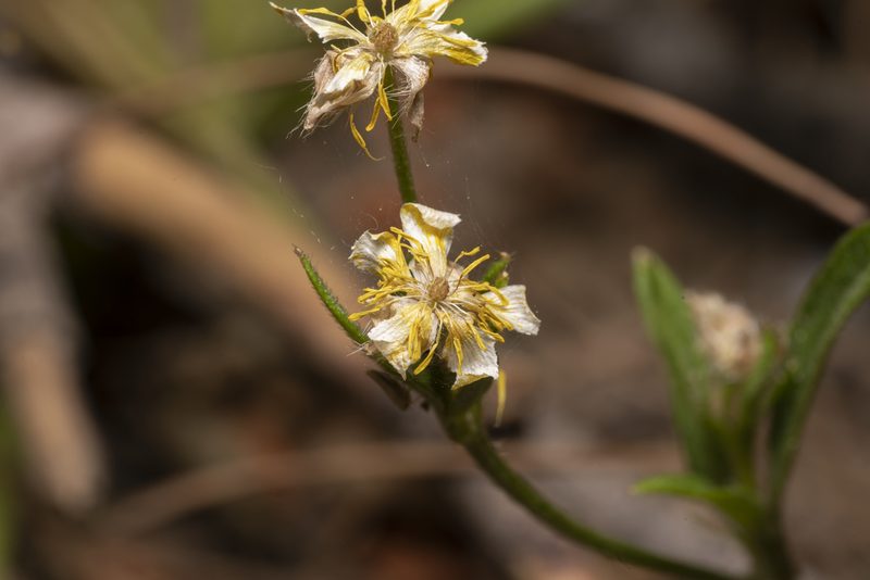Ranunculus neapolitanus, photographed by Eleftherios Katsillis