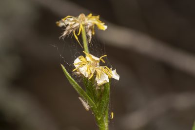 Ranunculus neapolitanus, photographed by Eleftherios Katsillis