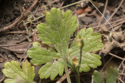 Ranunculus neapolitanus, photographed by Eleftherios Katsillis