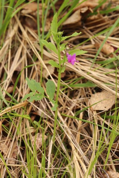 Lathyrus frolovii, photographed by Nina Filippova