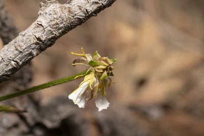 Ranunculus neapolitanus, photographed by Eleftherios Katsillis