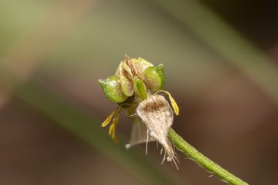 Ranunculus neapolitanus, photographed by Eleftherios Katsillis