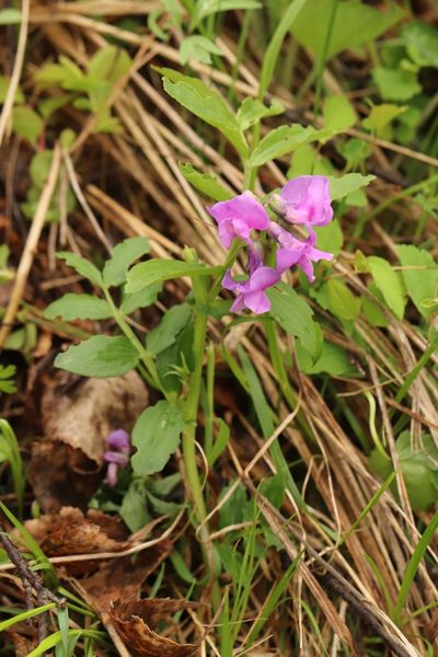Lathyrus frolovii, photographed by Nina Filippova