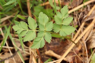 Aegopodium alpestre, photographed by Nina Filippova