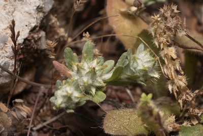 Filago pyramidata, photographed by Eleftherios Katsillis