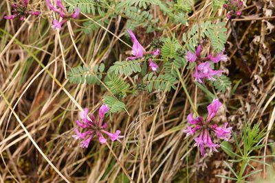 Astragalus ceratoides, photographed by Nina Filippova
