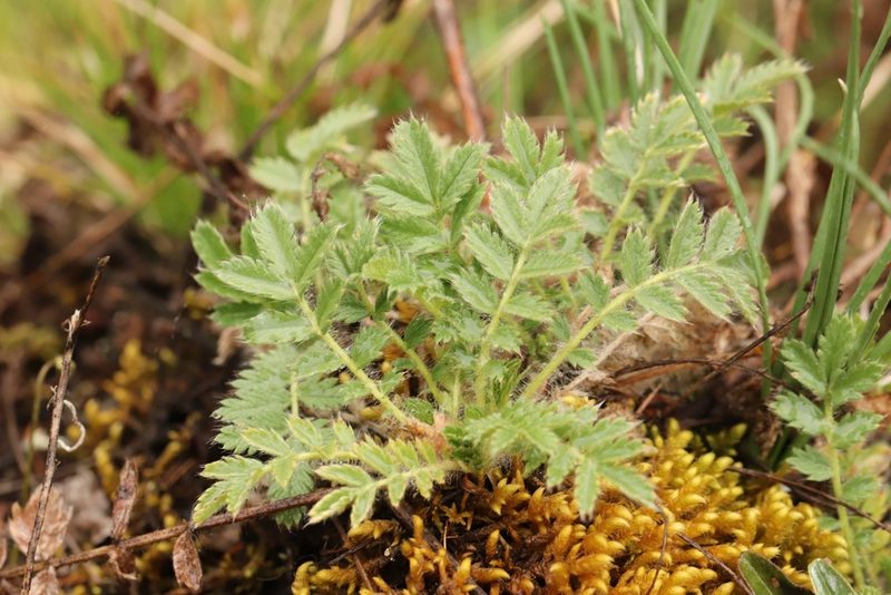 Potentilla sericea, photographed by Nina Filippova