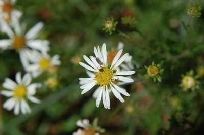 Symphyotrichum trilineatum, photographed by Neptalí Ramírez Marcial