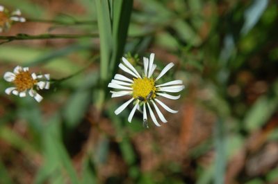 Symphyotrichum trilineatum, photographed by Neptalí Ramírez Marcial