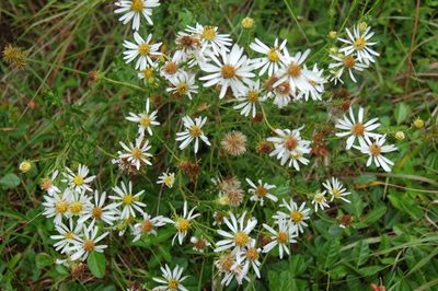 Symphyotrichum trilineatum, photographed by Neptalí Ramírez Marcial