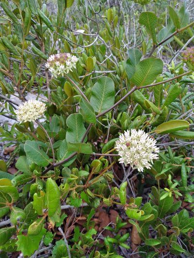 Asclepias curtissii, photographed by Scott Ward
