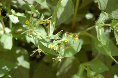 Sigesbeckia jorullensis, photographed by Neptalí Ramírez Marcial