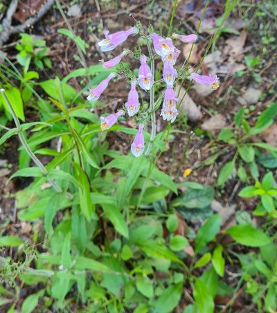 Penstemon australis, photographed by Lyrae