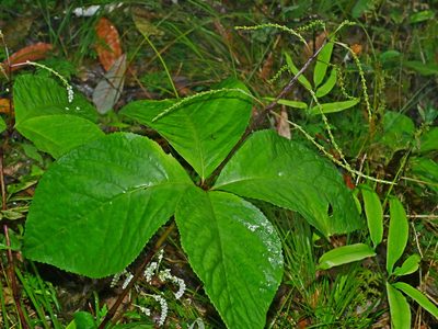 Chloranthus oldhamii, photographed by Jacy Chen