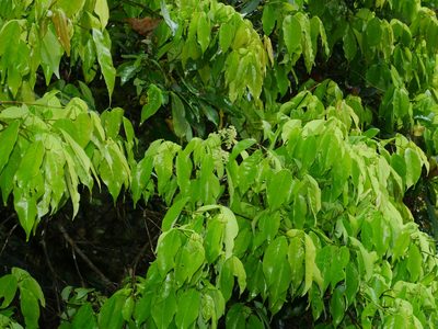 Acer albopurpurascens, photographed by Jacy Chen