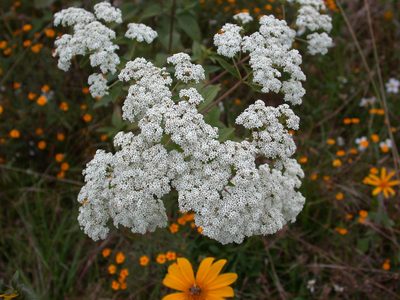 Stevia ovata, photographed by Neptalí Ramírez Marcial