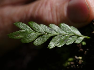 Tmesipteris lanceolata, photographed by Bruce Calvert
