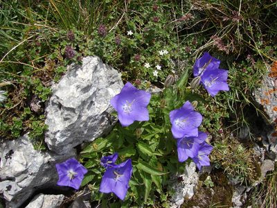 Campanula carpatica, photographed by xulescu_g