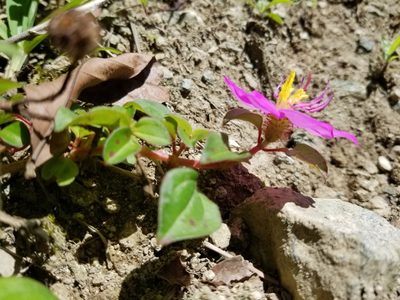 Heterotis rotundifolia, photographed by Esteban Pelaez