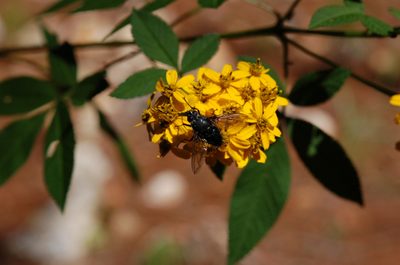 Tagetes nelsonii, photographed by Neptalí Ramírez Marcial