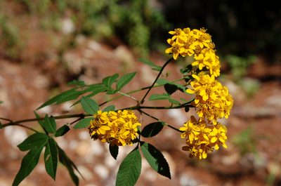 Tagetes nelsonii, photographed by Neptalí Ramírez Marcial