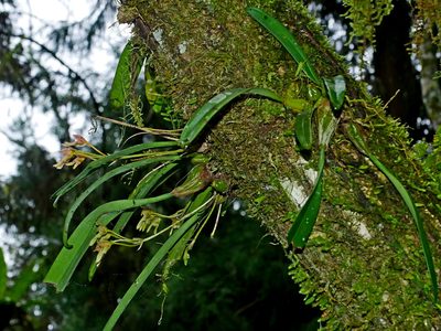 Bulbophyllum umbellatum, photographed by Jacy Chen