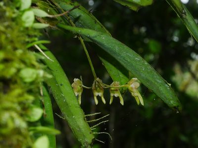 Bulbophyllum umbellatum, photographed by Jacy Chen