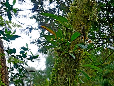 Bulbophyllum umbellatum, photographed by Jacy Chen