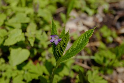 Brachybotrys paridiformis, photographed by Wang.QG